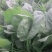 菠菜20~25厘米