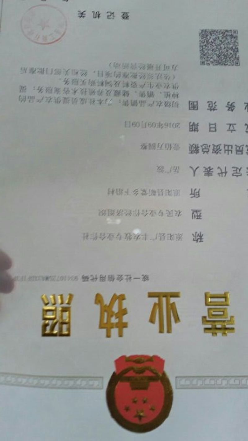 晚秋黄梨450~500g纸加膜