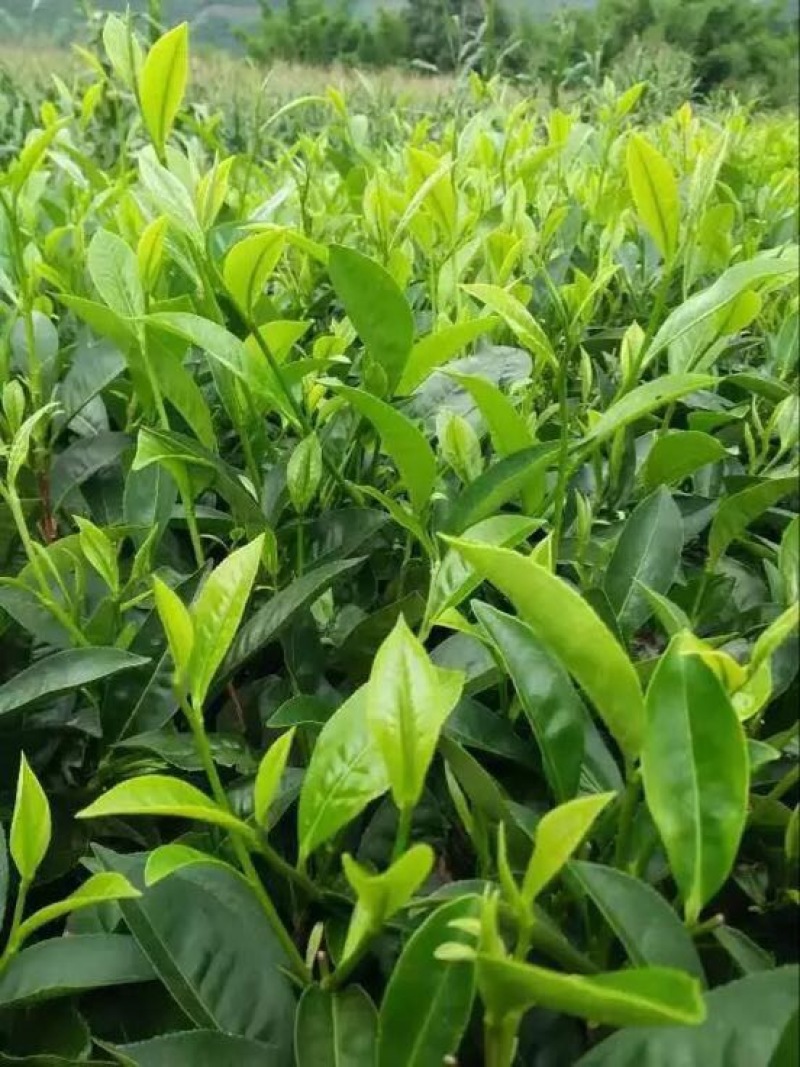 普洱绿茶