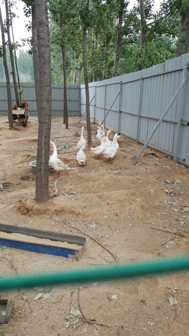 土鹅蛋山东济宁市_批发_供应-一亩田农业网_专