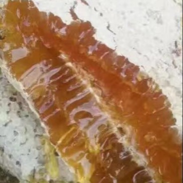土蜂蜜