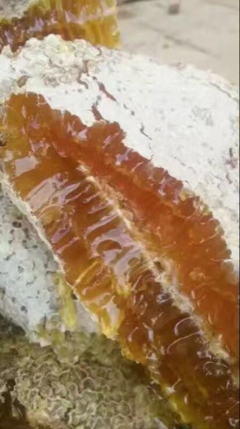 土蜂蜜