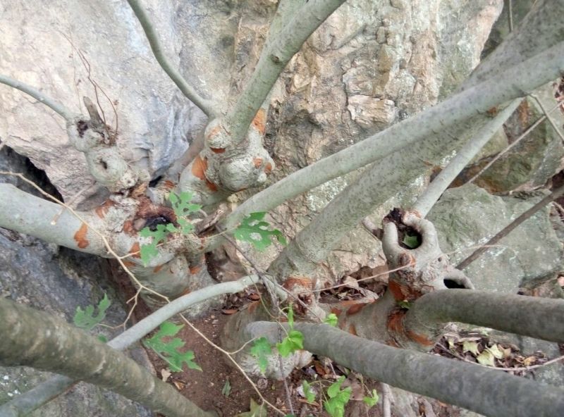 小叶榆树18~20cm4~6cm0.5~1m