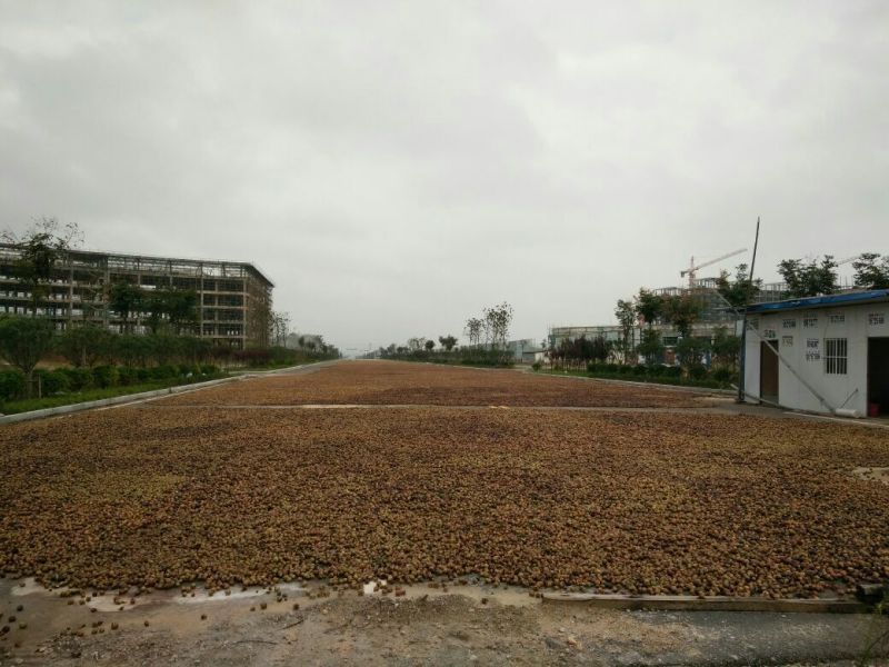山茶籽油