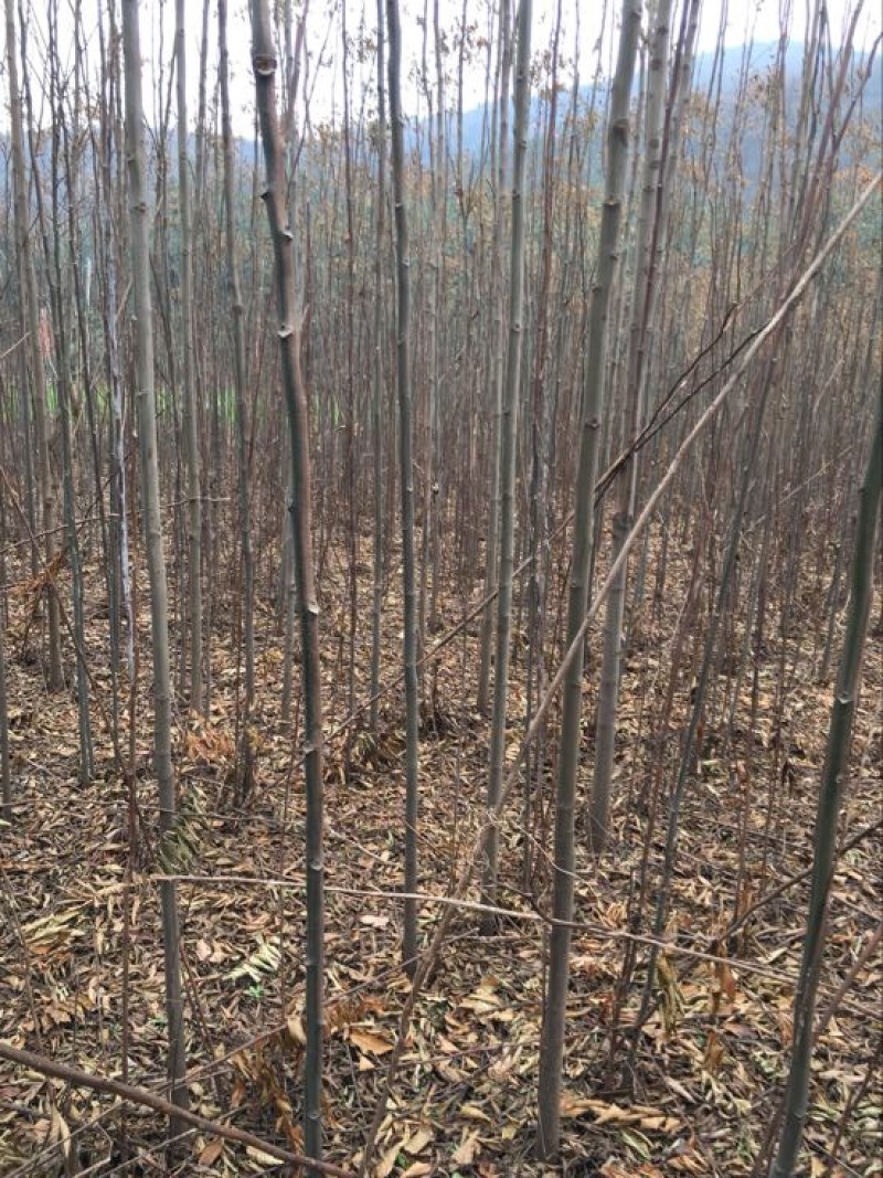 栾树
