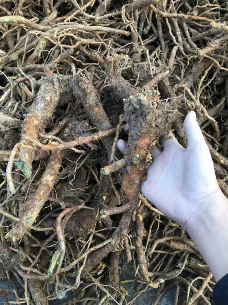 黄芩