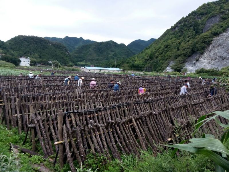 干木耳