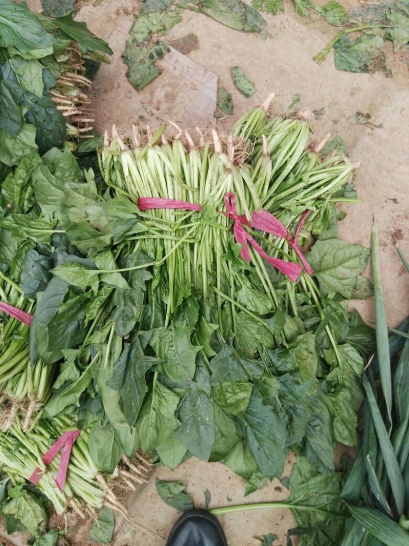 大叶菠菜30~35厘米