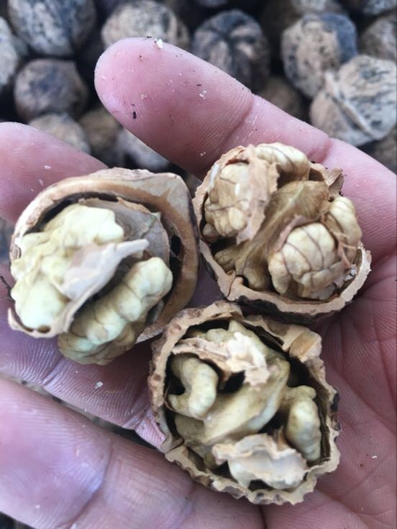 薄皮核桃去皮干