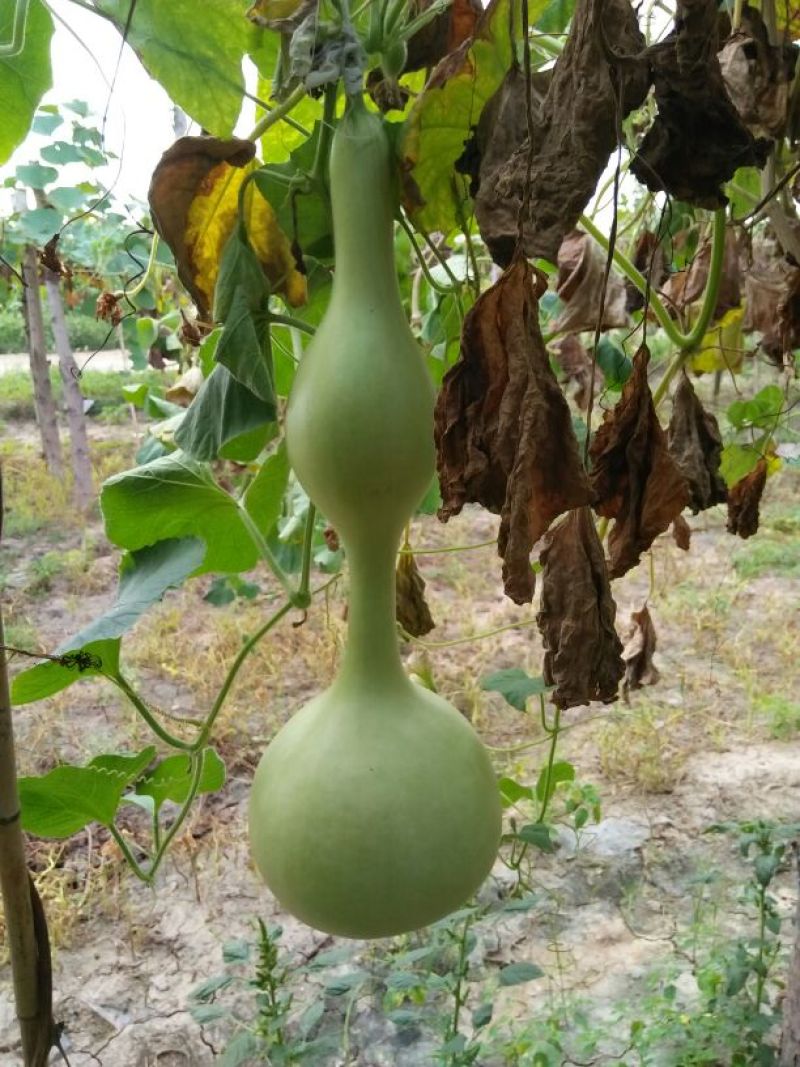 油锤葫芦35~45cm