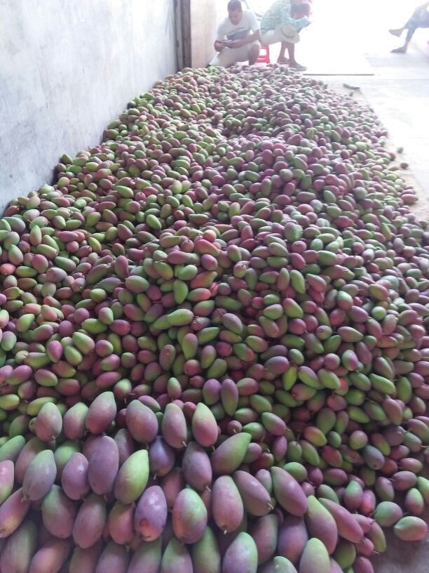 广西百色市田阳县芒果 2两以上批发_何建华供