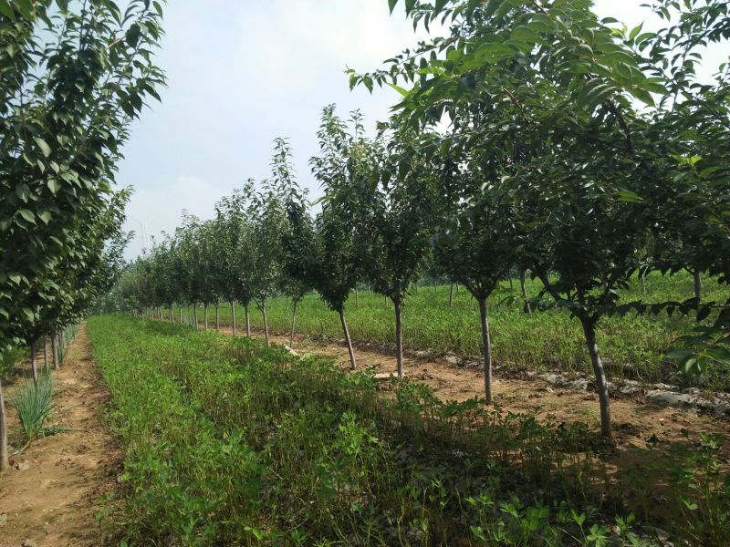 樱花树，树形好，樱花树，树形好