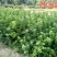 杨梅树苗1~250cm以下