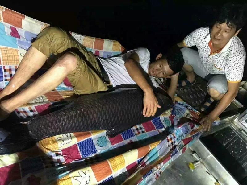 青鱼