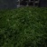 古树茶特级