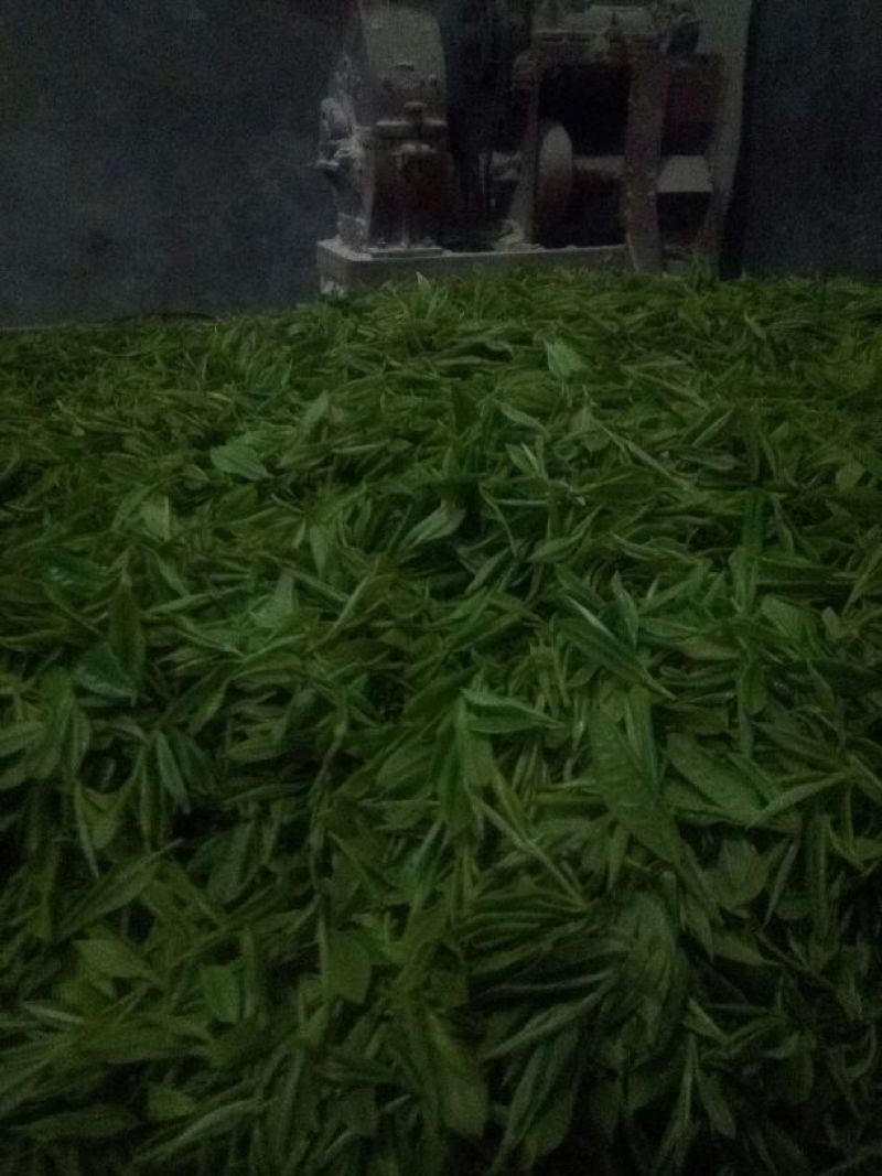 古树茶特级