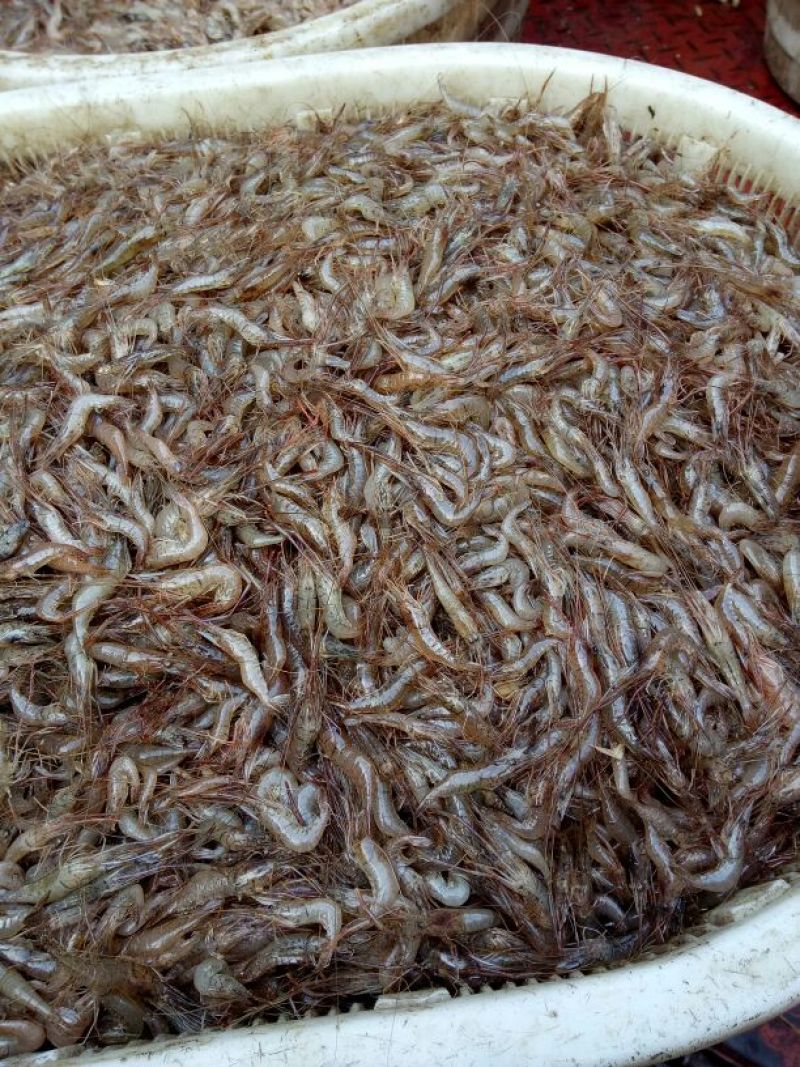 河虾冰鲜虾26~30只/kg