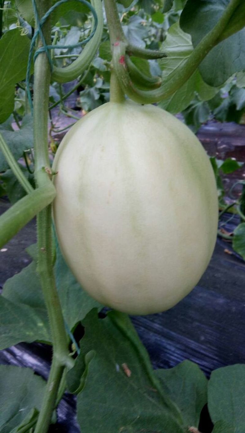 东方密1号哈密瓜1斤以上椭圆形