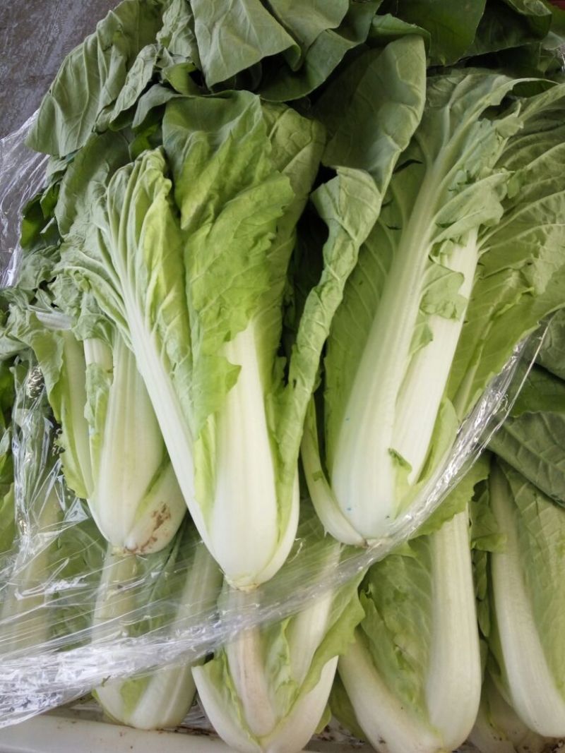 快菜25到30cm以上全年供应大棚菜大中小颗都有