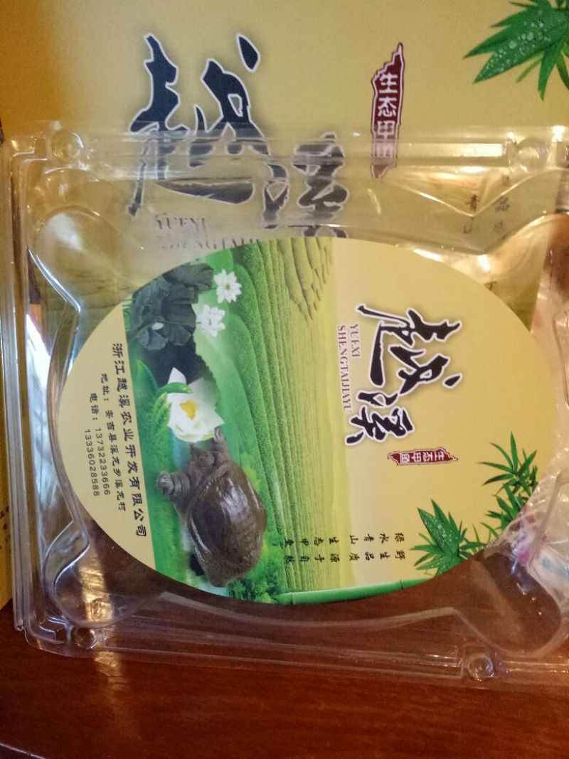 生态甲鱼2.5~3斤