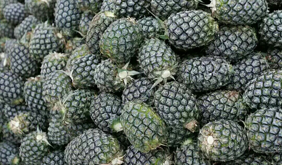 广东揭阳市惠来县无眼菠萝 2.5~3斤批发_成兴