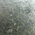 池鲤鱼食用1~2公斤