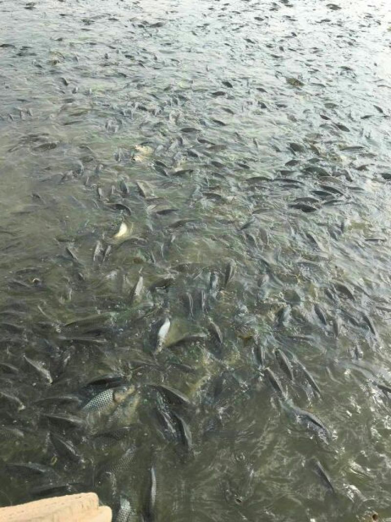 池鲤鱼食用1~2公斤