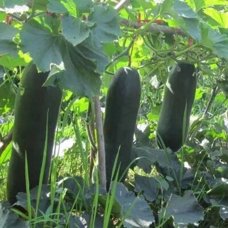 冬瓜种子