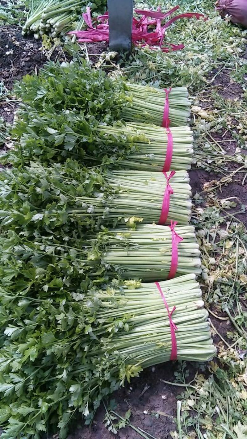 西芹大量供应优质小西芹
