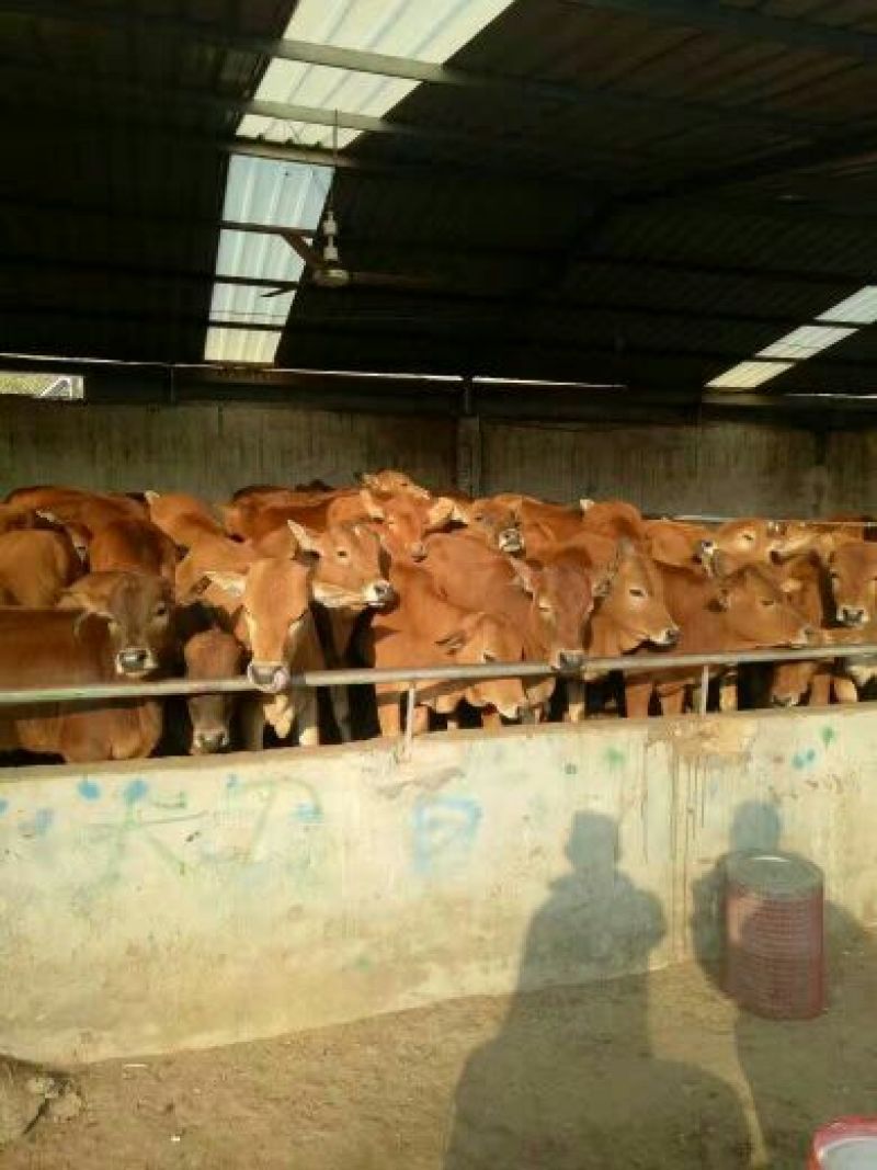 鲁西黄牛犊100~200kg