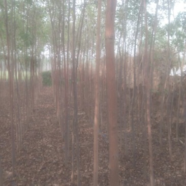 白榆树苗3cm以下