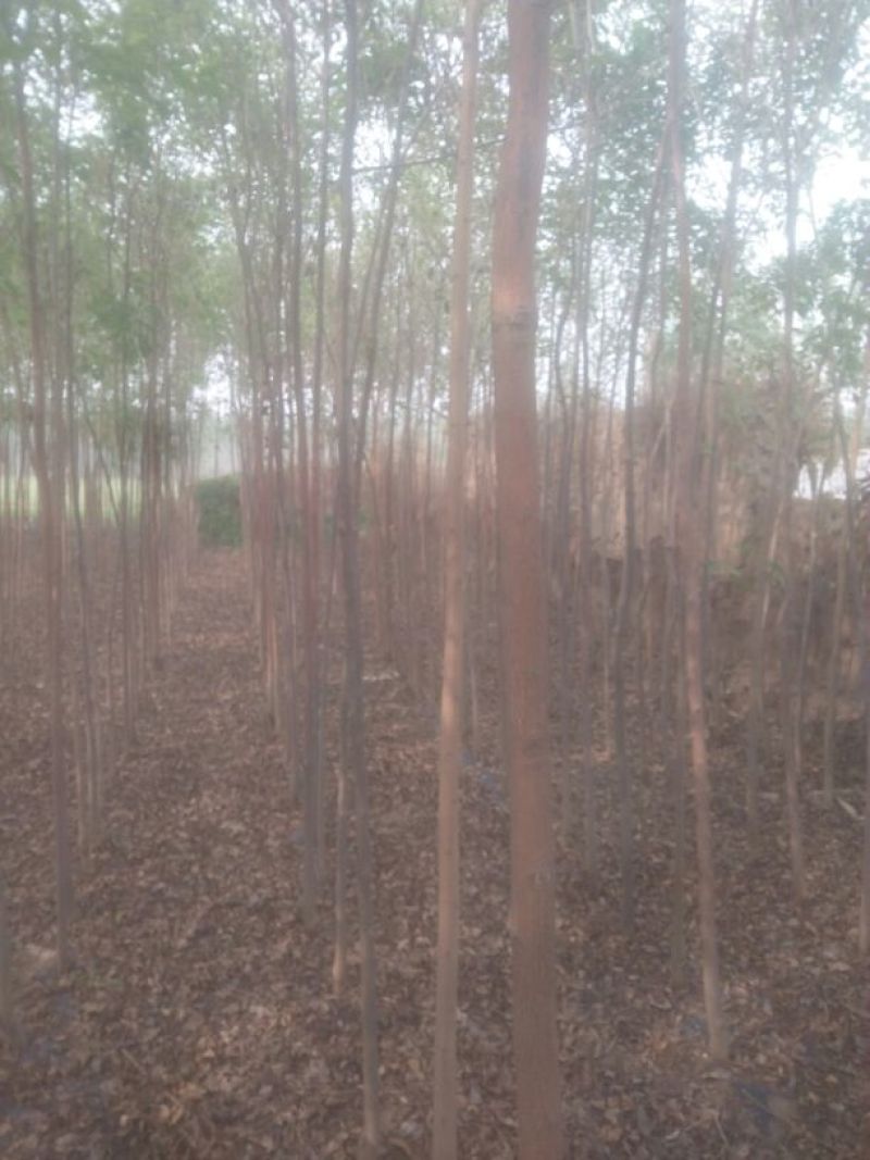 白榆树苗3cm以下
