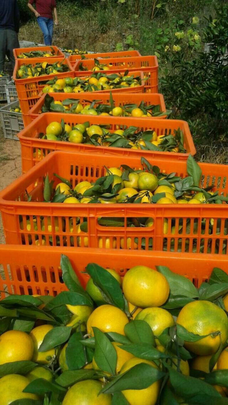 蜜橘&蜜桔产地直供价格公道卖的良心买的放心