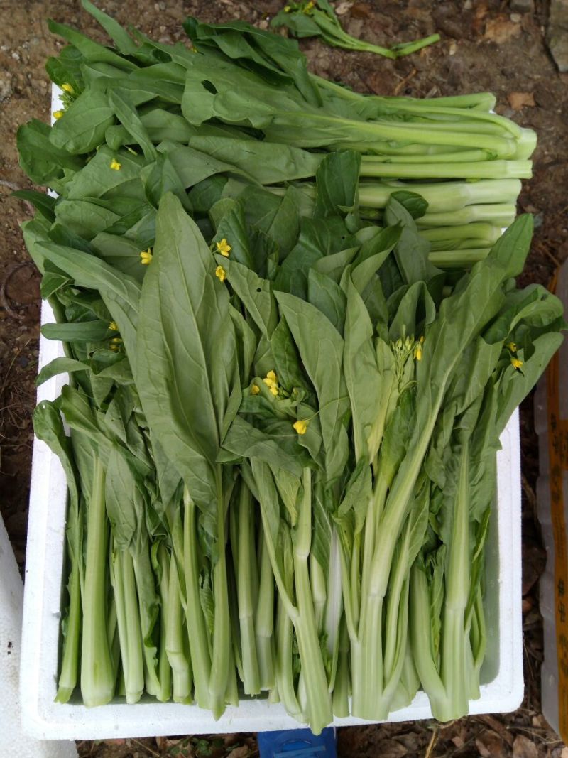 菜苔