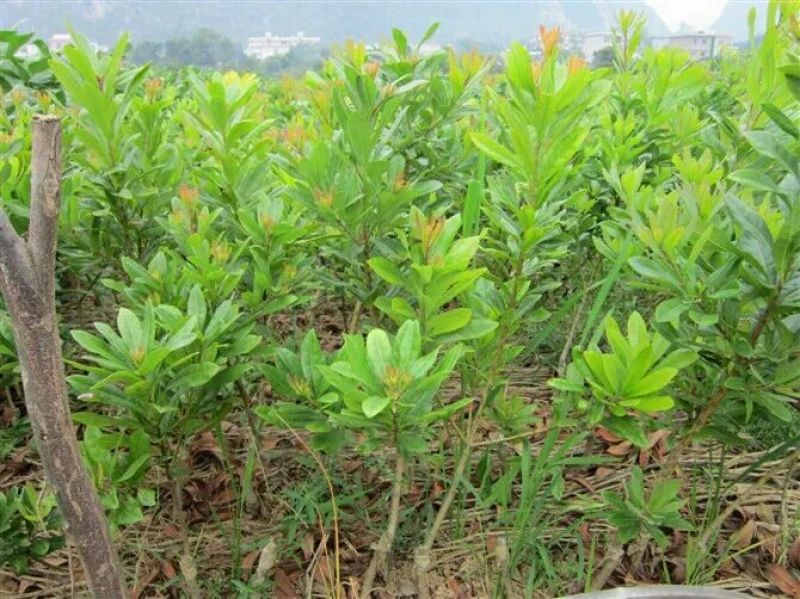 正宗东魁杨梅嫁接苗南北方都可以种植成活率好