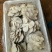 河北邯郸鲜平菇精选货源产地直销价格实惠
