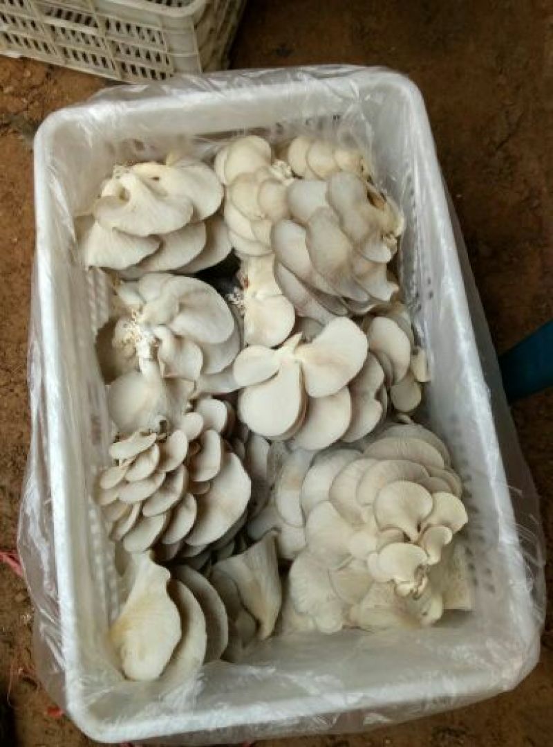 河北邯郸鲜平菇精选货源产地直销价格实惠