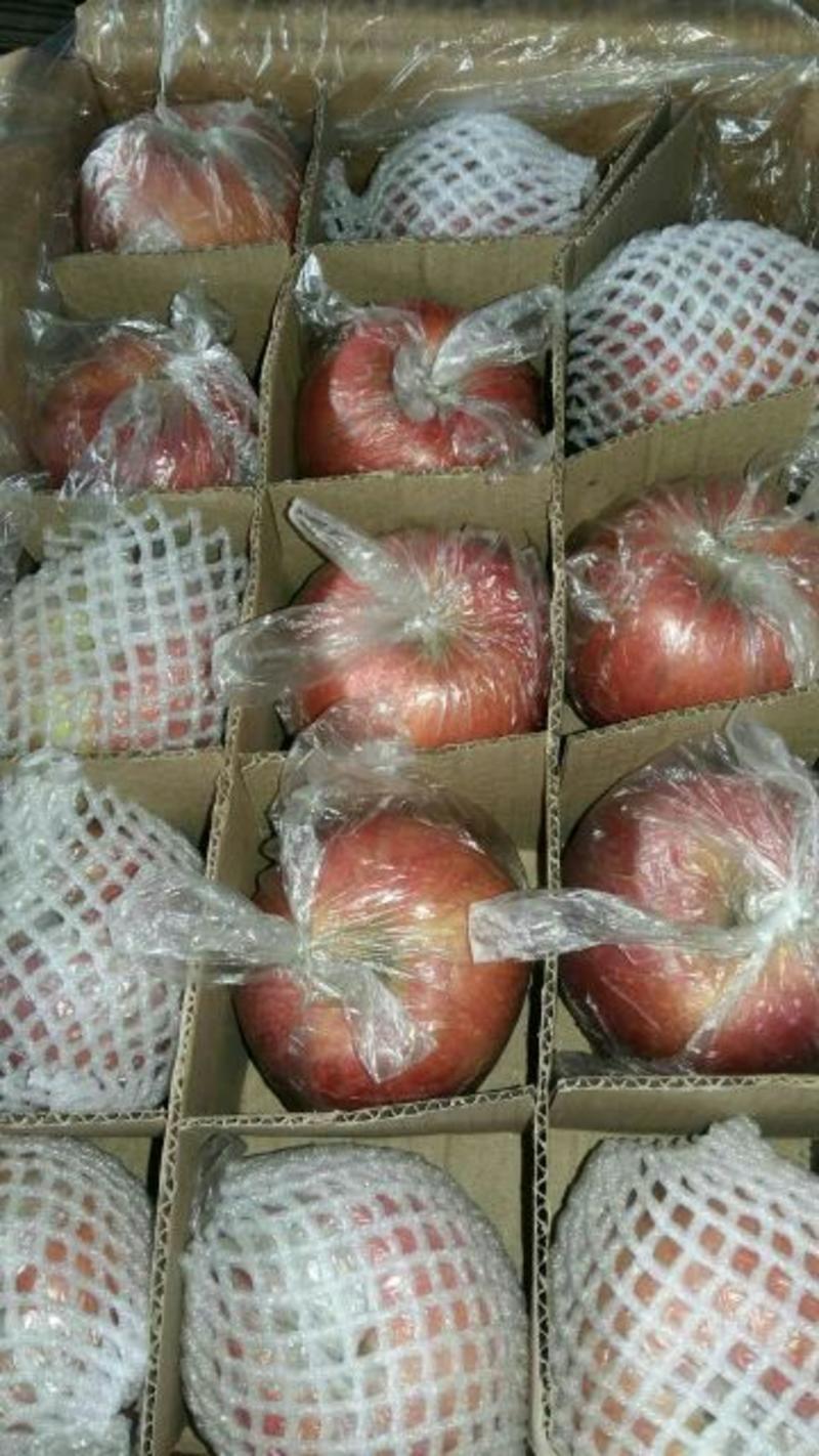 红富士苹果75mm以上膜袋新鲜上市