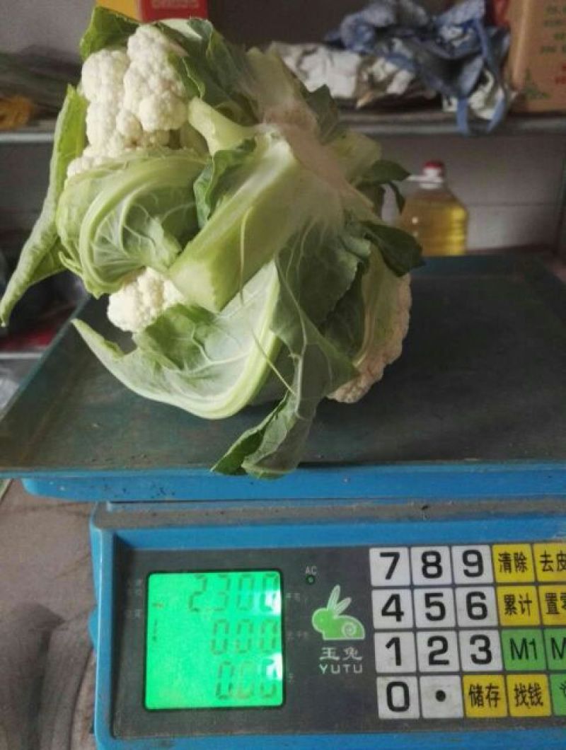白花菜散装