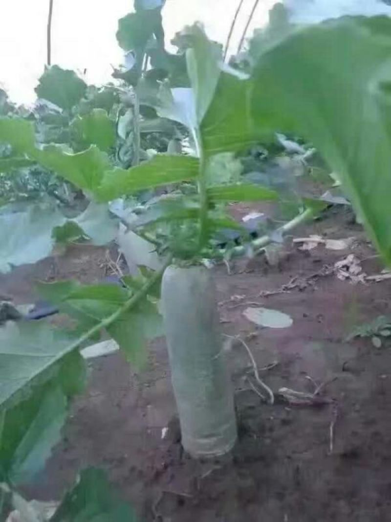 青萝卜瓜茬萝卜潍县水果萝卜青茬萝卜口感脆甜微辣