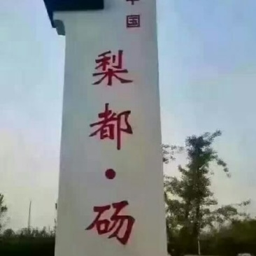 砀山梨250~300g光果