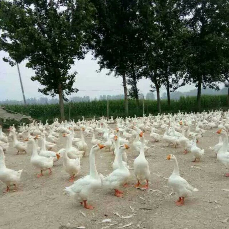 鹅苗250g以下