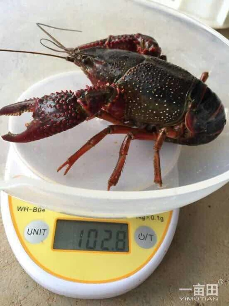 罗氏沼虾