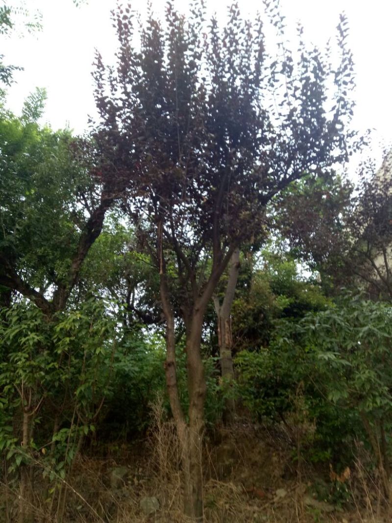 红叶李