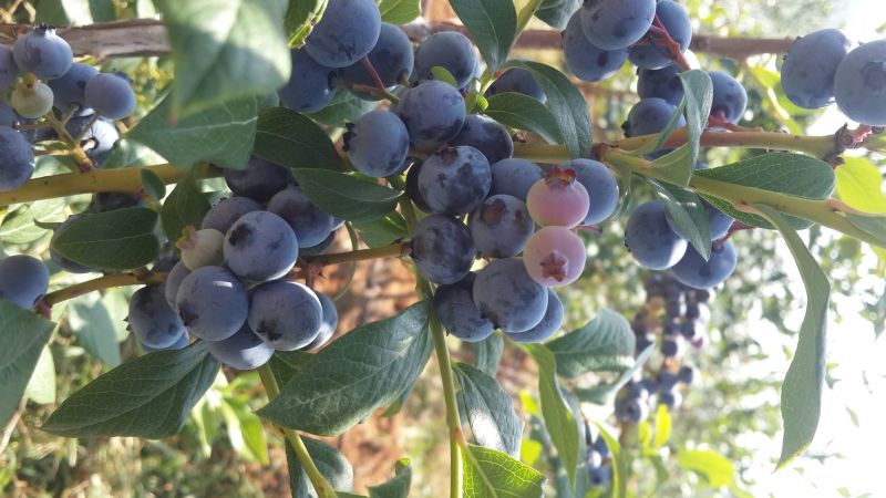 蓝莓4~6mm以上