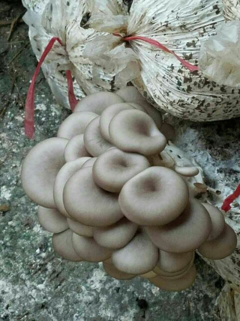 鲜平菇3~5厘米浅灰色厚！！！！！！！！！！！！！
