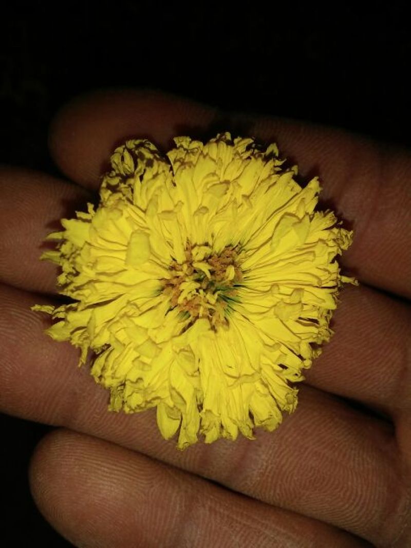 菊花茶
