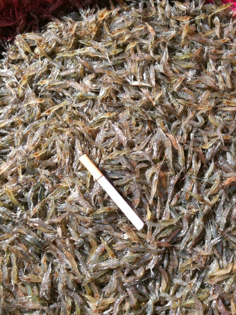 青虾食用26~30只/kg