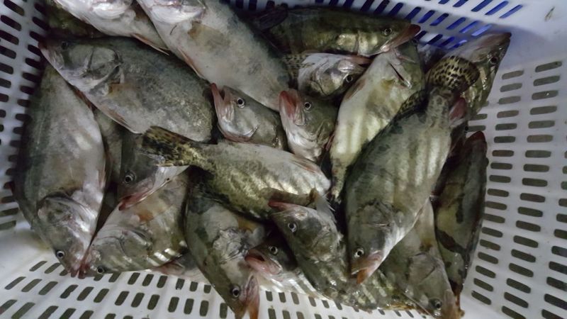 翘嘴鳜20~30cm食用冻鱼