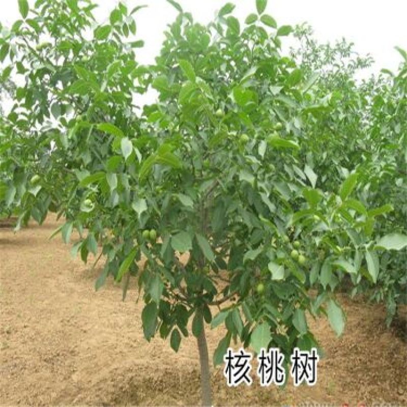 核桃苗50~100cm二年苗